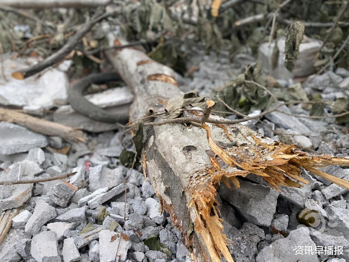 资讯早播报|苏州黄桥一棵满载50年回忆的柿子树，挂满果实突然被砍……