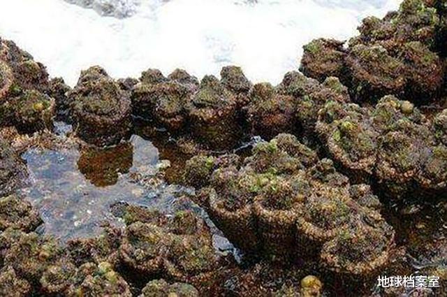 ▲南美海滩出现一种“石头”，外表很丑陋，实际上却可以吃