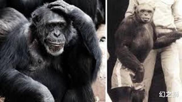 【隔离】自然法则不可违背,强行干预“生殖隔离”,或为生命不可承受之重