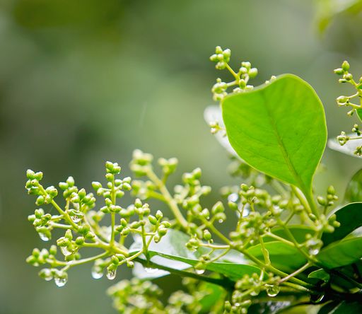 「」未来3年不愁钱财的生肖，大运傍身，赚钱如流水，钱多的花不完