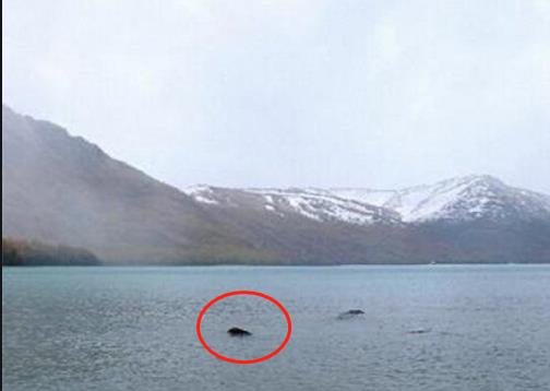 [喀纳斯湖]喀纳斯湖再现“水怪”，牛羊被拖走消失，专家终于找到真相！