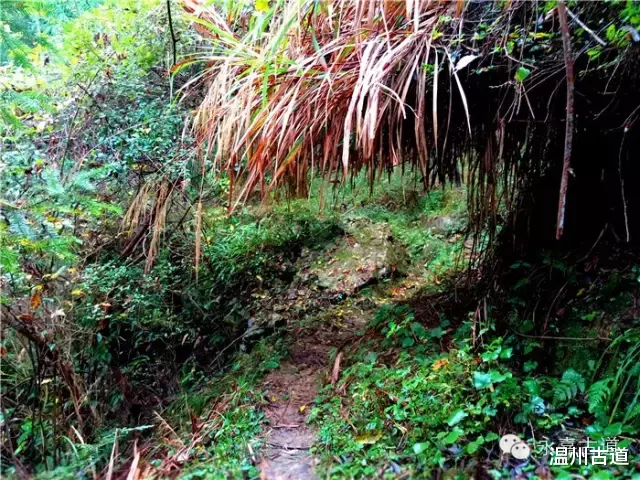 温州@温州铁坑古道，一条横亘于永嘉青田深峡的水瀑古道