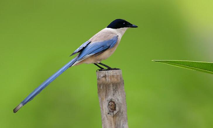 #十二星座#10天内3大属相财库丰隆，财星入命，事业大顺，收入连连上涨