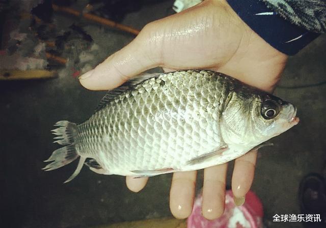 「鲫鱼」夏季野钓的三个小妙招，学会这样用饵，大板鲫手到擒来