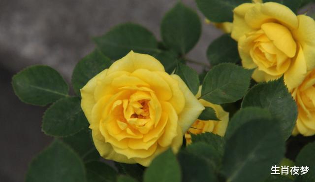 「生肖」4月底,桃花绽开,良缘破壳,3生肖诉说真情,不辜负,挽留旧情人