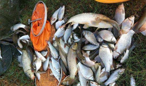 |冬季钓鱼,天冷不是钓不到鱼的主因,也可能是这些原因导致的!