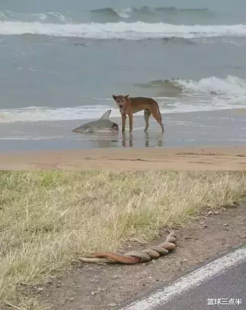 「蟒蛇」澳大利亚真是神奇的地方, 随处可见奇怪又巨大的生物, 很恐怖!