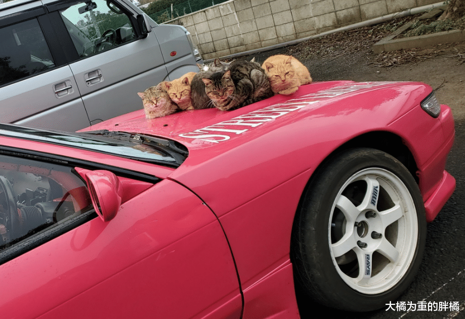女子的爱车太显眼，橘猫领着一大堆朋友来“蹭车”，还能有吃有喝