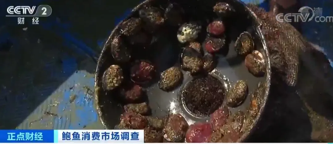 浙样的生活|大跌！一斤只要20元？浙江人爱吃的这菜价格“腰斩”！