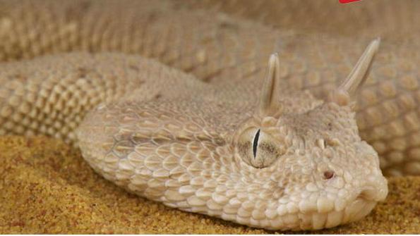 科学家|彩虹蛇五头蛇食蜗牛蛇, 盘点世界上最奇怪的蛇排行榜