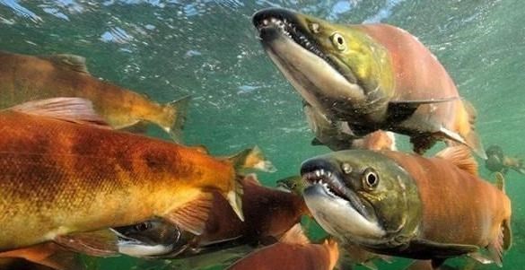 贝加尔湖@贝加尔湖水资源占全球液态淡水总量的1/5，为何有海洋生物存在？