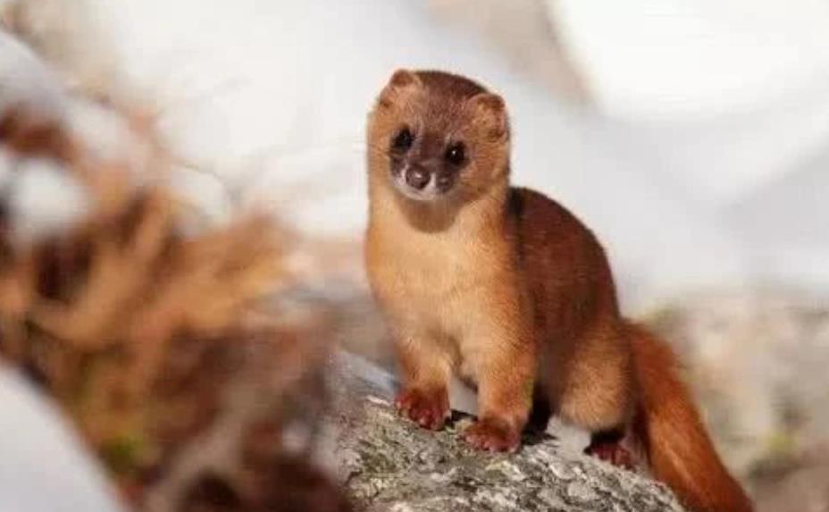 「」为什么说看到黄鼠狼不能打杀？并非是迷信，专家：是有科学依据的