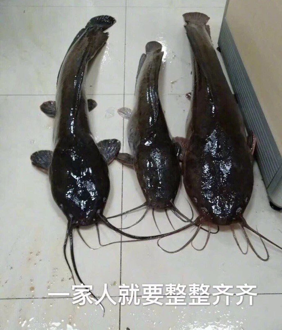 ##名声不好的“塘鲺鱼”我用三种常见的钓饵，就能钓好多