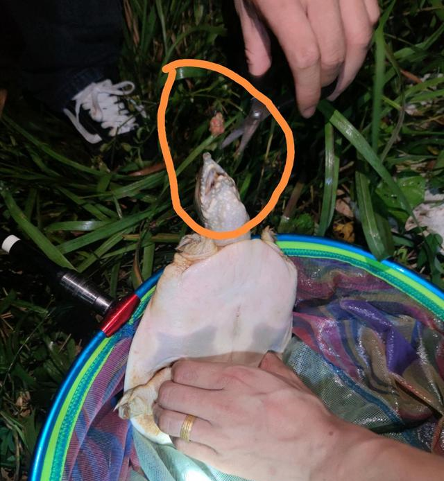 甲鱼|捅了甲鱼窝？浙江钓友连钓5只大甲鱼，什么饵这么好钓？