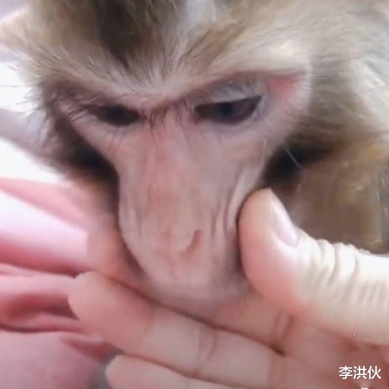 叶璇|叶璇否认生子传闻，她口中的小宝是只猴子，还真与王宝强有关系