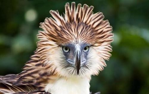 欧洲|盘点地球有史以来十二大最凶猛的猛禽