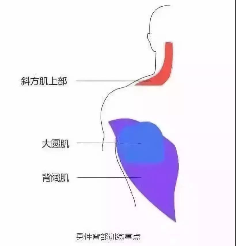 #哑铃#史上最全练背指南！每一块背部肌肉都安排的明明白白！