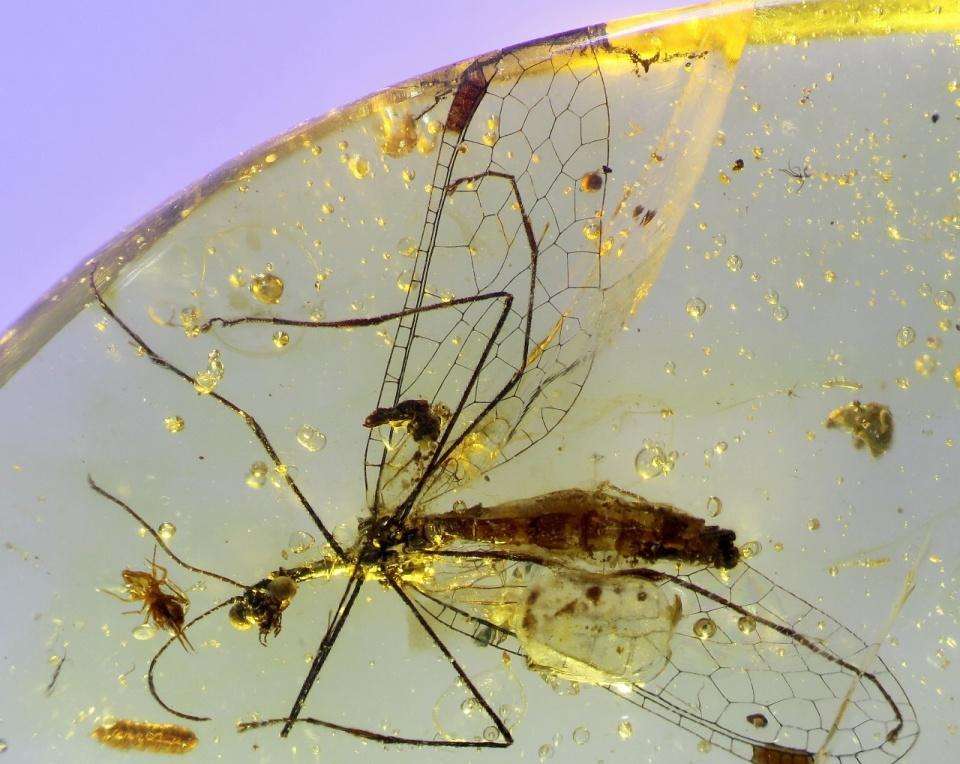 [恐龙]科学家为什么不用克隆技术让恐龙复活？恐龙复活的3个条件很难实现