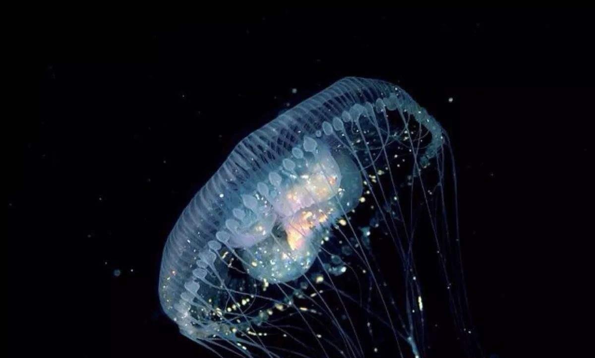 「水熊」地球上4大“不死神兽”，时间对于它们无效，死亡对他们是件难事