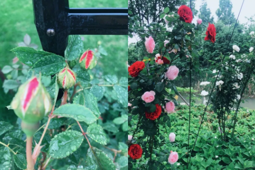 张馨予|被张馨予模仿那么多回，范冰冰终于开始模仿张馨予了？