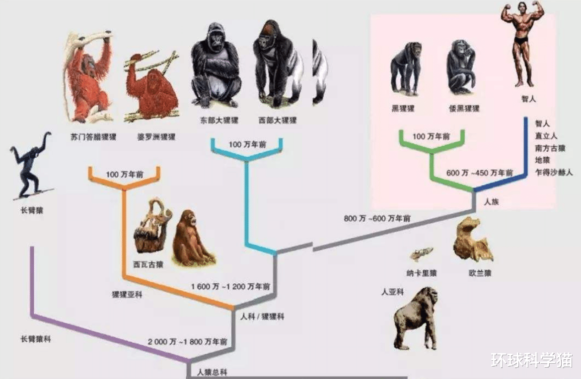 科学家|地球上第一个人类是怎么出现的？