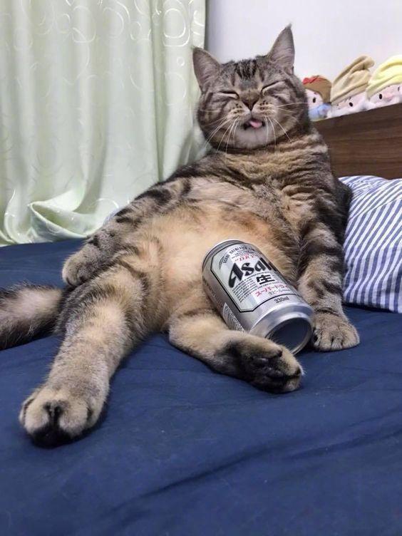 都睏成这样啦，天知道我家猫刚刚经历了什么！