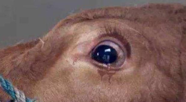 #抗体#为什么杀牛的时候牛会流眼泪,难道因为牛有灵性吗?看看专家回答