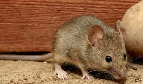 【属鼠】“大金鼠”再熬7天，人生进入高速路，一往无前赚大钱！