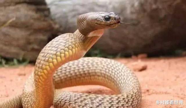 澳大利亚|为什么全世界最具有毒性的毒蛇,都生活在澳大利亚?