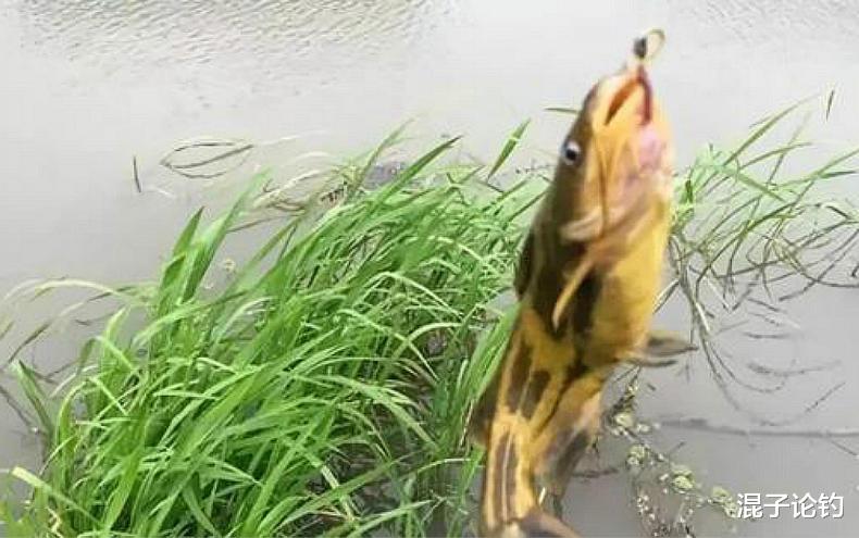 ■跟朋友一起钓黄颡鱼，他用蚯蚓我用它，鱼获是他的几倍