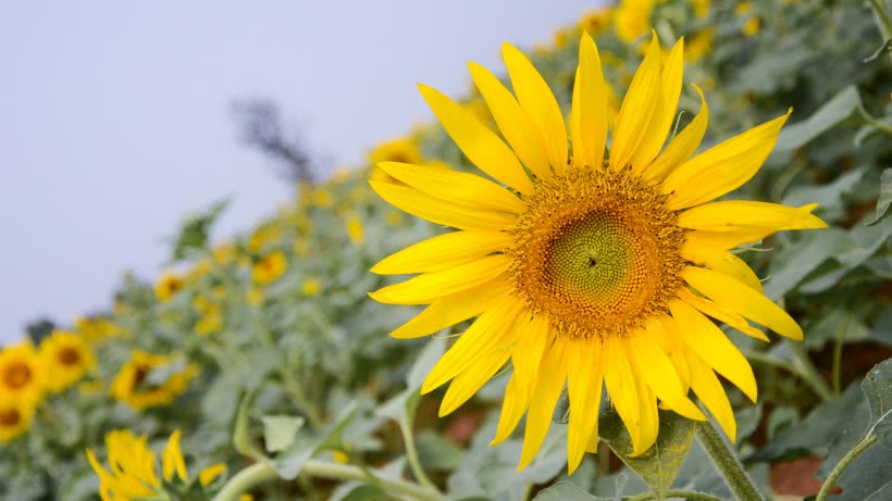 【运势】下周起贵人多多，遇事逢凶化吉，财运事业水涨船高的四属相