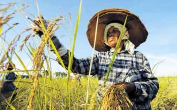 大米|变脸也太快了!刚签订“万吨大米”订单,立马停止对中国出口稀土