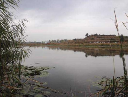 饵料|深秋野塘夜钓的用饵之道——盛世三渔