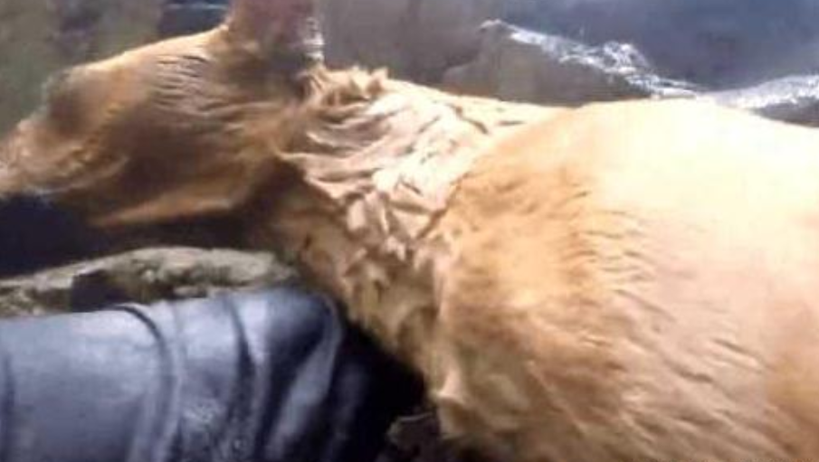 |男子在河边钓鱼，发现不远处石缝里有动静，走近一看气愤不已