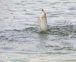 |钓鱼入门基础知识，线组的配置及操作——盛世三渔