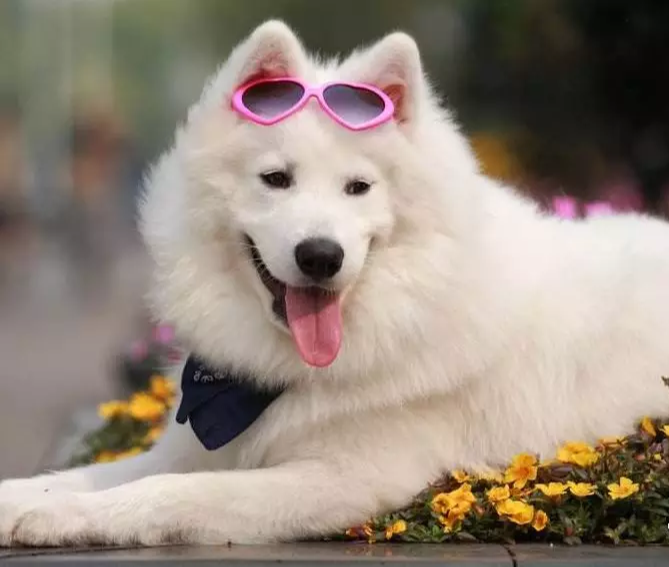 「属狗」属狗人最近会有烦心事儿？尤其70年，82年的！