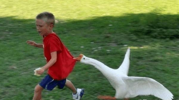 黄鼠狼|为什么黄鼠狼会怕鹅?黄鼠狼踩到鹅粪脚真的会烂吗?