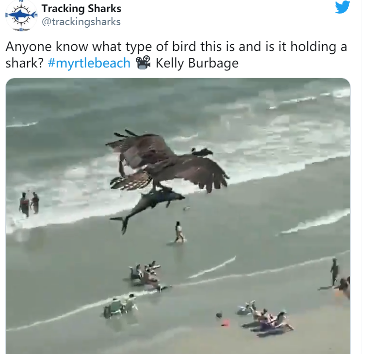 鲨鱼@巨鸟夹着大鱼在天上飞，众人狂猜：那是鲨鱼？专家回应了