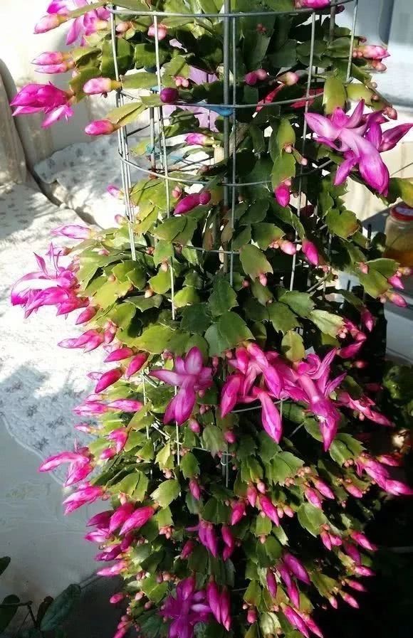 脑梗律师赖在委托人的房子里，你想要干什么