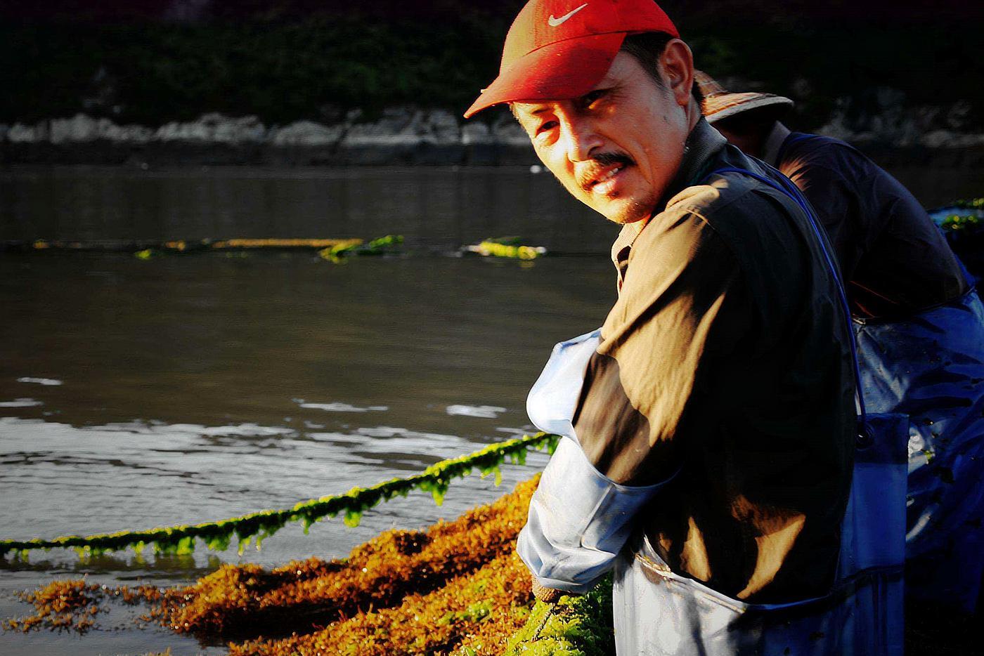 [长寿]日本人最爱的“长寿菜”，我国盛产却无人愿吃，比牛奶还有营养