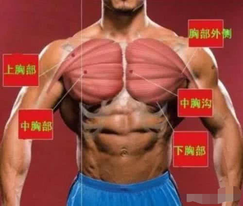 俯卧撑@每天做俯卧撑，哪里会长肌肉？健身专家给出答案