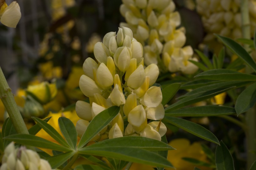 「生肖」7月份, 桃花运势不可挡，真爱即将降临，有望结成好姻缘的四大生肖