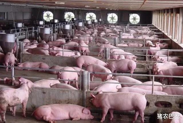 生猪价格|猪价“寒潮冲天”，2000元时代要结束了吗？4个坏消息！