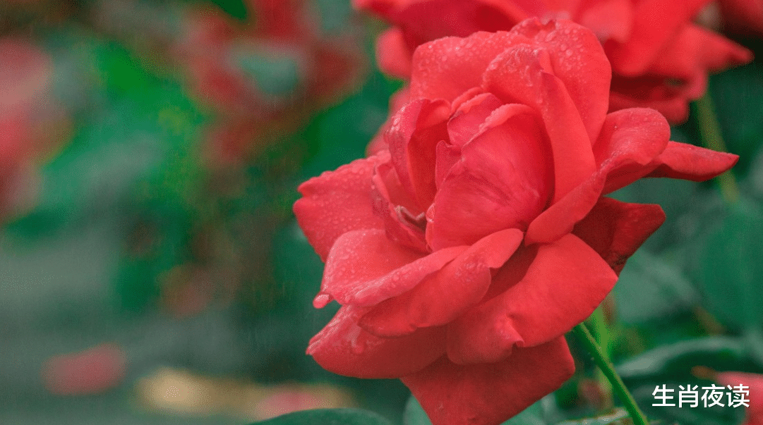 旧爱|11月底，浓情蜜意，挚爱找上门，痴迷旧爱，难以分开，期待复合