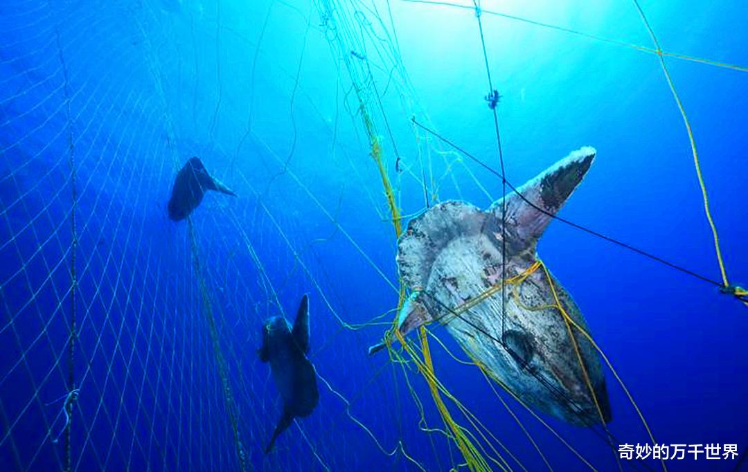 翻车鱼|幼体仅几毫米,成年后身体放大6000万倍,科学家首次鉴别小翻车鱼