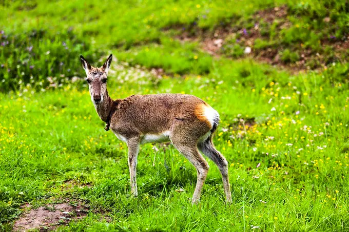 66号公路▲中国的66号公路！这条藏在川西的草原天路，每一帧都是流动的大片|思鹿旅行推荐