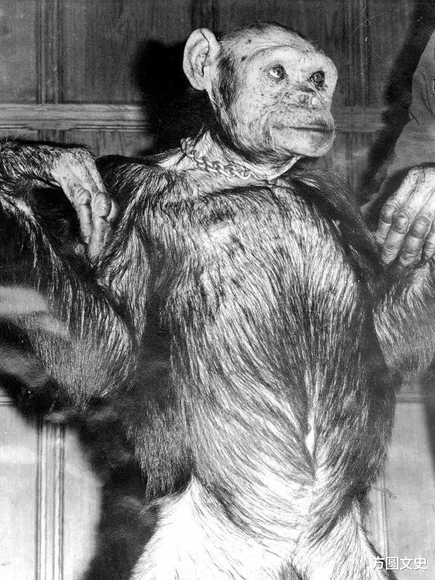 【黑猩猩】苏联科学家的“人猿杂交”实验，曾找了5名女志愿者，结果怎样？