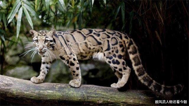 #太阳系#人类曾拥有5大天敌,其中1种至今让人害怕,被咬到只能等死!