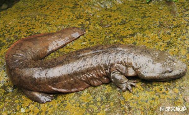 张家界：隐藏张家界的守护兽，已活200多年，繁衍20000多只后代，少有人知