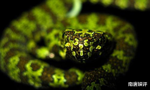 眼镜王蛇|中国特有的莽山烙铁头蛇,真的有比肩眼镜王蛇的体型和毒性吗?